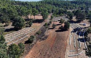 Çam balında rekolte sevinci