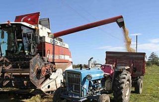 Çarşamba Ovası’nda çeltik hasadı