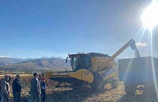 Çayırlı’da ayçiçeği hasadı başladı