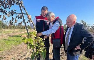 Ceviz bahçeleri büyüyor üretici yüzü gülüyor