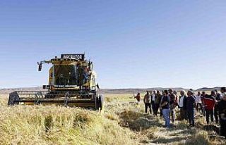 Coğrafi işaretli Karacadağ pirinci, bereketiyle...