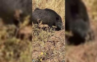 Dağ bayır gezip göremediği domuzu köyde görünce...
