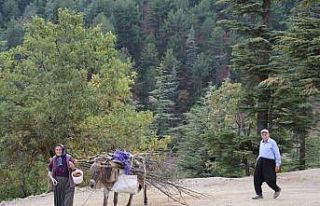 Dağ köylerinde eşekle odun çekme nostalji yaşattı