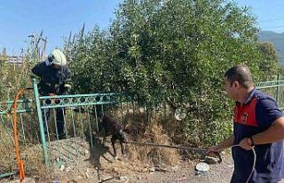 Demir korkuluğa sıkışıp mahsur kalan köpeği...