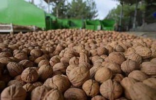 Denizli’de sezonun ilk ceviz hasadı Tavas’ta...