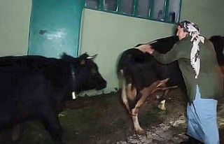 Dere suyu yükselince mahsur kalan hayvanlar 2.5 saatlik...