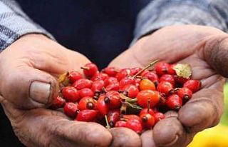 Dikenlerin arasında zahmetle toplanan kuşburnuna...