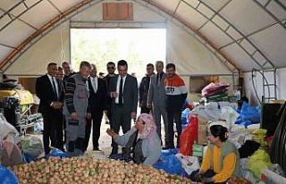 Dinar’da ceviz hasadı başladı