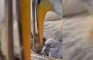 DKMP: "Türkiye’nin kuş cenneti Manyas’ta,...