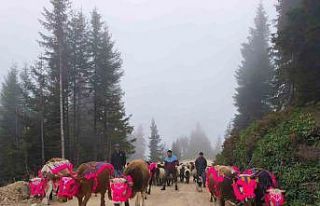 Doğu Karadeniz’de yaylalardan dönüşler hızlandı