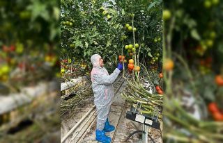 Domateslerde virüs incelemesi yapıldı