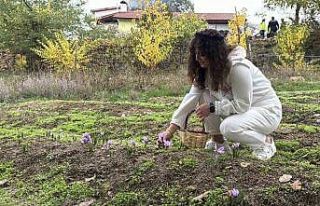 ’Dünyanın en pahalı baharatı’ safranın kilogramı...