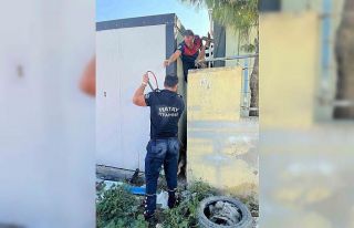 Duvar ile konteyner arasında sıkışan köpeği...