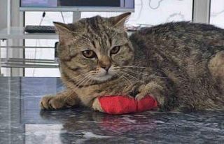 Düzce’den 928 tona yakın kedi köpek maması ihraç...