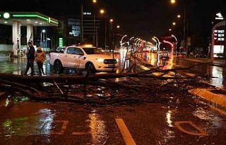 Edirne’de sağanak yağış ve rüzgar, ağacı...
