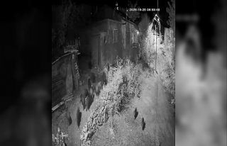 Elazığ’da aç kalan domuz sürüsü bahçeye dadandı