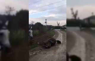 Elektrik akımına kapılan at telef oldu