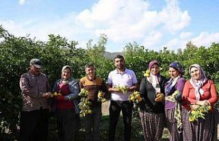 En ucuz meyve: Mandalina bahçede 8 TL’ye kadar...