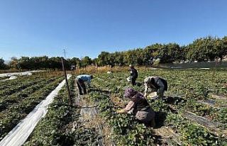 Erzincan’da çilek üretimi yaygınlaşıyor