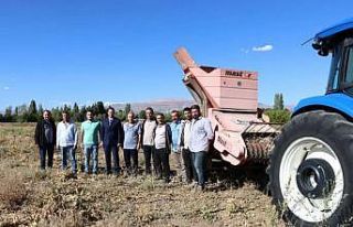 Erzincan’da kuru fasulye hasadı başladı