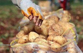 Erzincan’da patates hasadı başladı