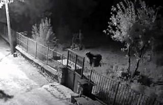 Erzincan’da yerleşim alanlarına inen ayılar vatandaşları...