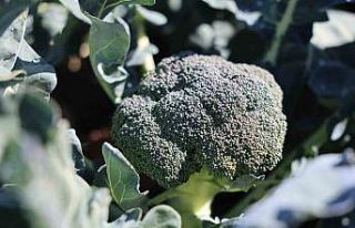 Erzurum’da tarımda yeni bir dönem: İkinci ürün...