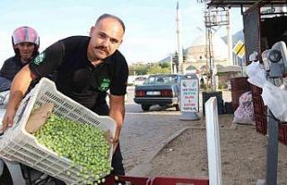 Fethiye’de zeytin hasadı başladı