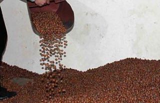 Fındıkta serbest piyasa düşüşte, Tarım Kredi...