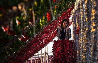 Gaziantep sebze kurutmalıkları küresel lezzet haline...