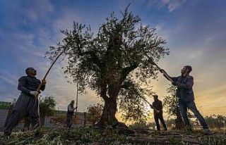 Gaziantep ve bölgede zeytin hasadı başladı