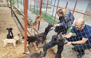 Germencik Sokak Hayvanları Rehabilitasyon Merkezi...