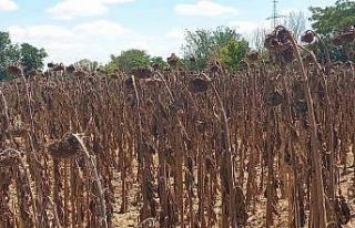 Gıda güvenliği kamu denetimiyle sağlanmalı