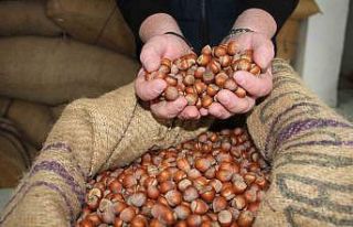 Giresun’da fındık fiyatları haftayı 315 liradan...