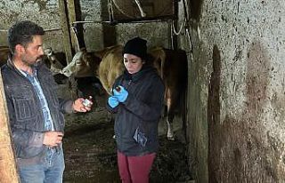 Giresun’da şap alarmı