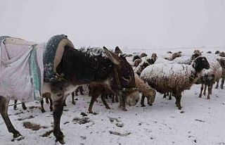 Göçerler kara yaylada yakalandı