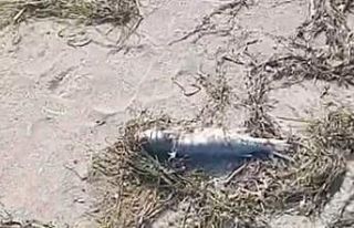 Gönen’de sahilde şüpheli balık ölümleri kameraya...