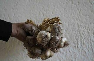 Gümüşhane’de ata tohumu "siyah sarımsak"...