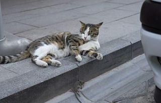 Gümüşhane’de kedi avladığı fareyle oynarken...