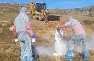 Gümüşhane’de şarbon hastalığı nedeniyle 6...