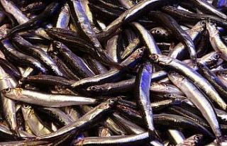 Hamsinin ihracatına boy engeli