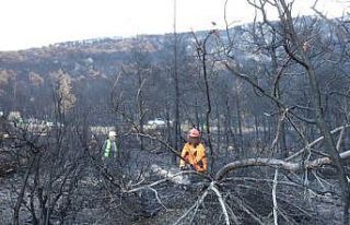 Honaz Dağı Milli Parkında yanan alanlar yeşillendiriliyor