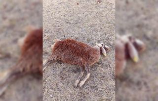 Horasan’da kurtlar sürüye daldı: 3 koyun telef...