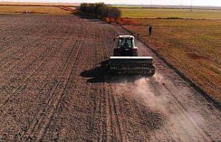 Hububat ekiminde ’uyguna bulduk derken’ rekolteden...