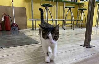 İki defa terk edilen kediye işletmeci sahip çıktı