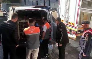 Jandarmadan köpek dövüşçülerine suçüstü