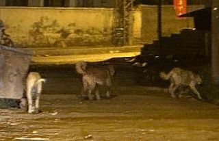 Kağızman’da sokak köpekleri tehlike saçıyor:...