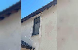 Kahverengi kokarca böceği istilası