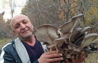 Kanlıca mantarı vatandaşların ilgi odağı oldu