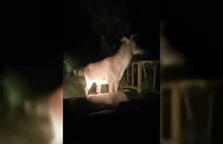 Karabük ormanlarında erkek geyik ve karaca görüntülendi